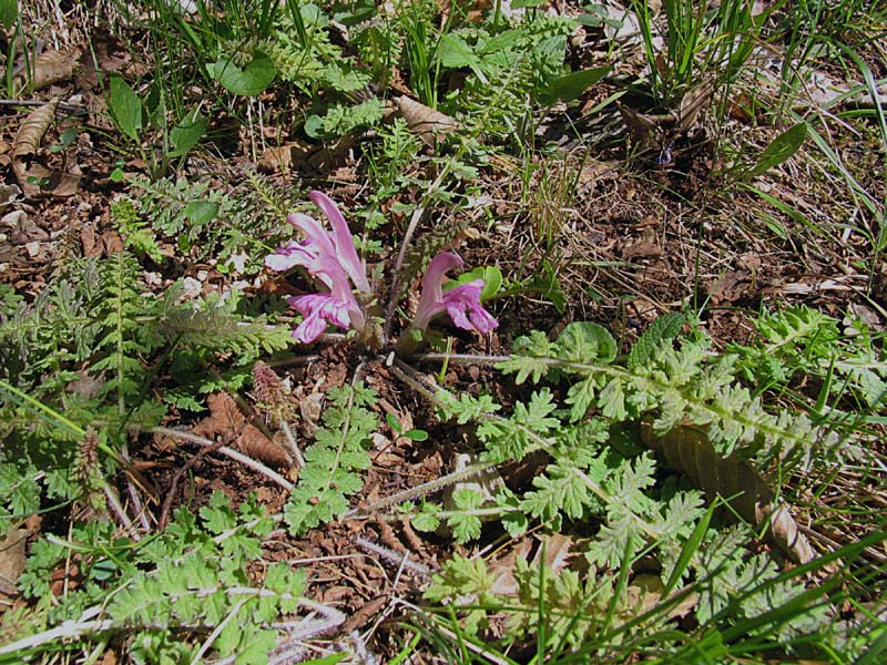 Pedicularis acaulis Scop. / Pedicolare primaticcia